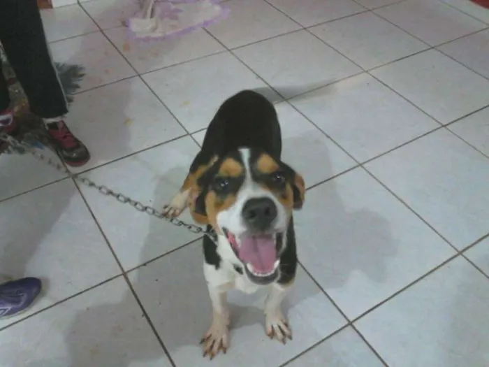 Cachorro ra a mestiço beagle idade 2 a 6 meses nome Luke