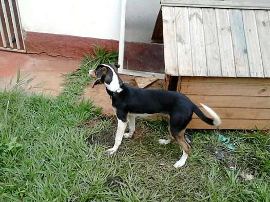Cachorro ra a mestiço beagle idade 2 a 6 meses nome Luke