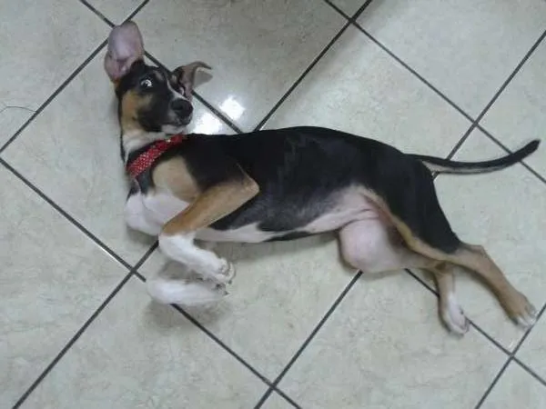 Cachorro ra a  idade 2 a 6 meses nome jinks