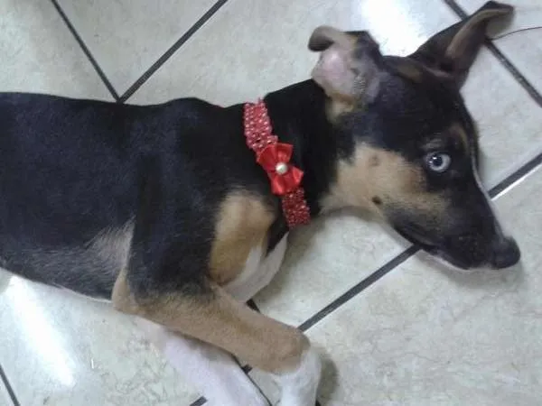 Cachorro ra a  idade 2 a 6 meses nome jinks