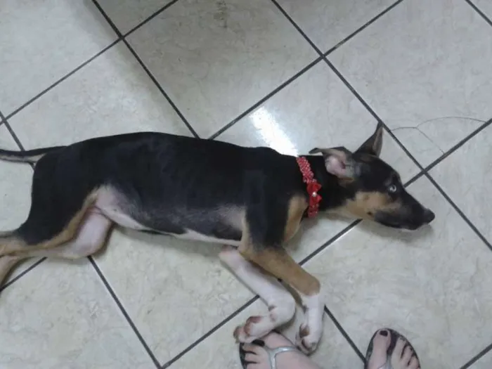 Cachorro ra a  idade 2 a 6 meses nome jinks