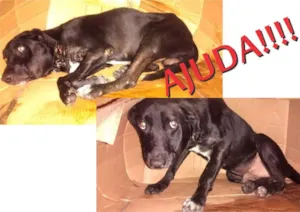 Cachorro raça nao sei idade 7 a 11 meses nome nao sei