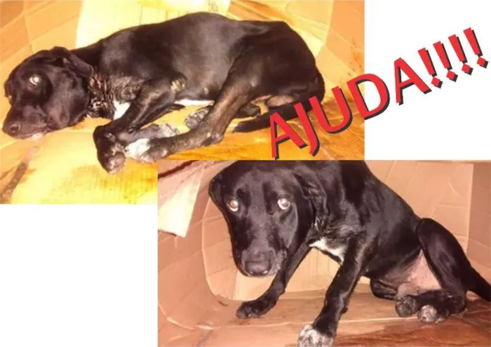 Cachorro ra a nao sei idade 7 a 11 meses nome nao sei