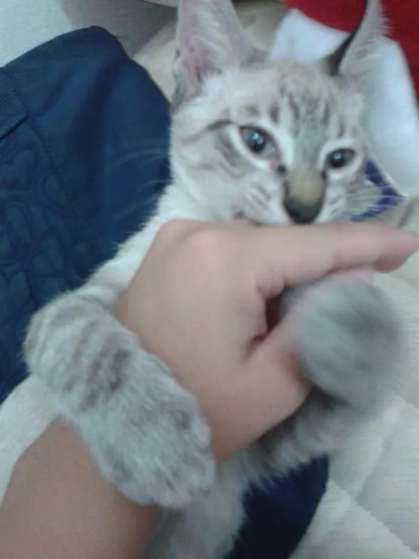 Gato raça  idade 7 a 11 meses nome Romeu