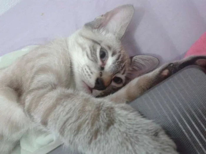Gato raça  idade 7 a 11 meses nome Romeu