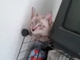 Romeu