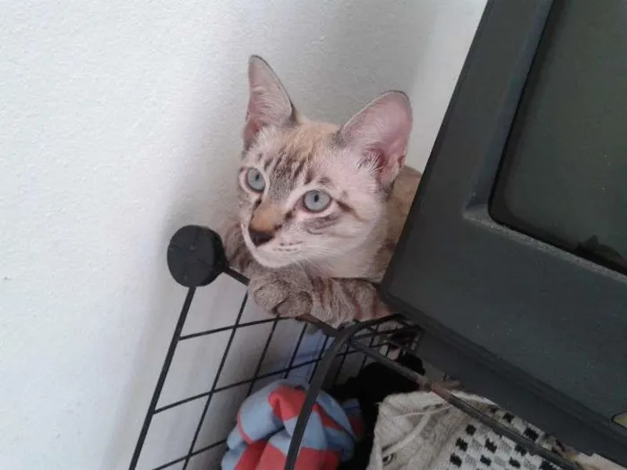 Gato raça  idade 7 a 11 meses nome Romeu