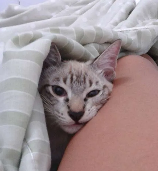 Gato raça  idade 7 a 11 meses nome Romeu