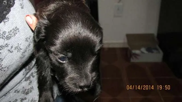 Cachorro ra a RND idade Abaixo de 2 meses nome Sophia