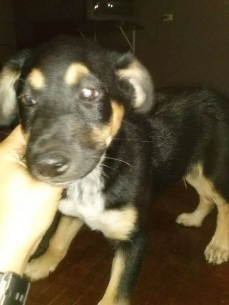 Cachorro ra a SRD idade 2 a 6 meses nome Mel e Totó