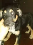 Mel e Totó