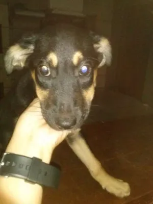 Cachorro raça SRD idade 2 a 6 meses nome Mel e Totó