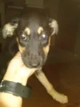 Mel e Totó