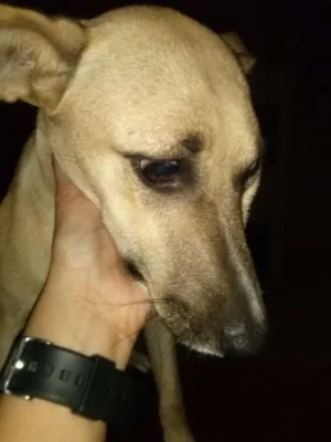 Cachorro raça SRD idade 2 a 6 meses nome Leleca