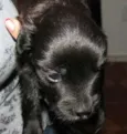 Sophia