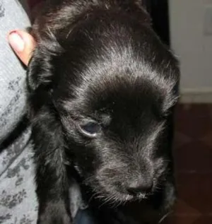 Cachorro raça RND idade Abaixo de 2 meses nome Sophia