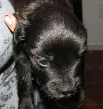 Cachorro ra a RND idade Abaixo de 2 meses nome Sophia
