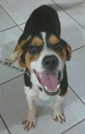 Cachorro ra a mestiço beagle idade 2 a 6 meses nome Luke