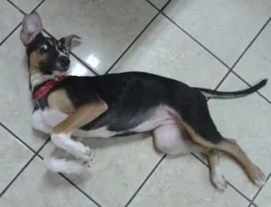 Cachorro raça  idade 2 a 6 meses nome jinks