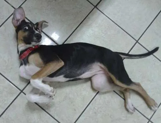 Cachorro ra a  idade 2 a 6 meses nome jinks