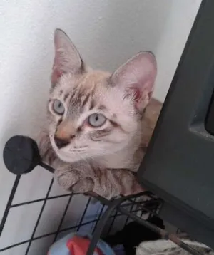 Gato raça  idade 7 a 11 meses nome Romeu