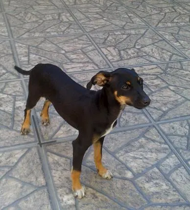 Cachorro ra a Pinscher idade  nome Samy e Juju
