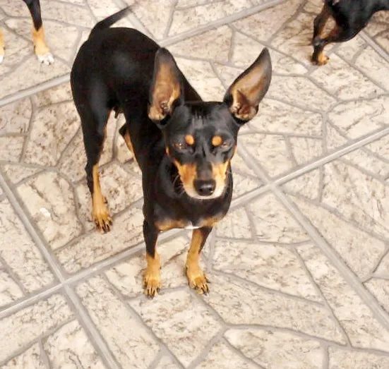 Cachorro ra a Pinscher idade  nome Samy e Juju