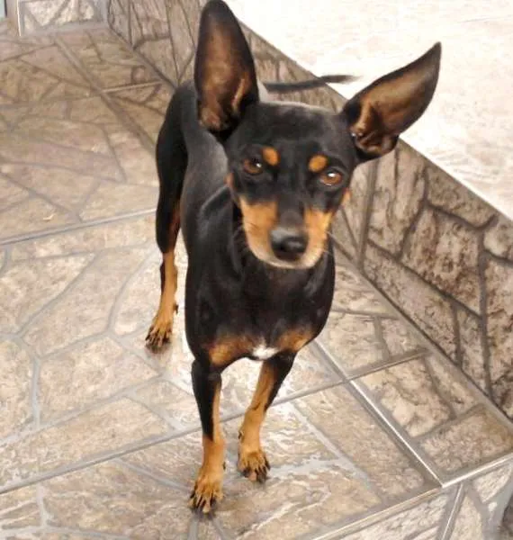 Cachorro ra a Pinscher idade  nome Samy e Juju