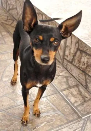 Cachorro raça Pinscher idade  nome Samy e Juju