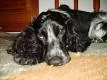Cachorro ra a Cocker spaniel idade 6 ou mais anos nome Belinha