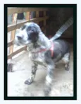 Belinha