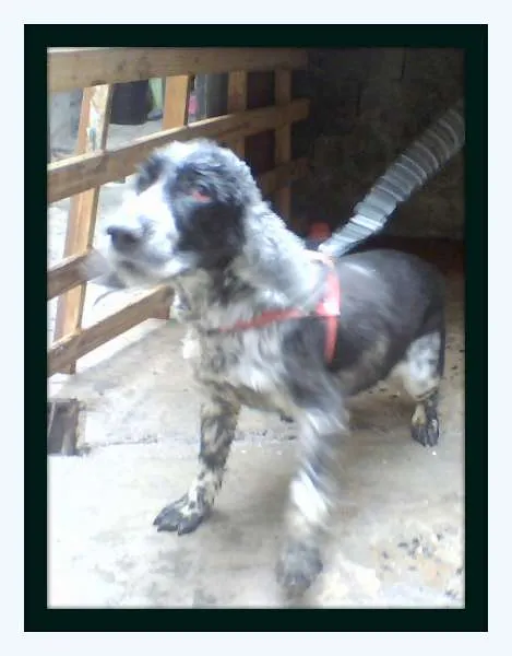 Cachorro ra a Cocker spaniel idade 6 ou mais anos nome Belinha