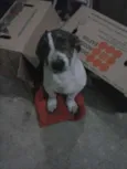 Negão