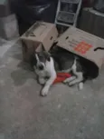 Negão