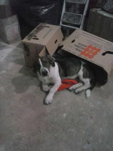 Cachorro ra a Vira - Lata idade  nome Negão