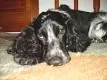 Cachorro ra a Cocker spaniel idade 6 ou mais anos nome Belinha