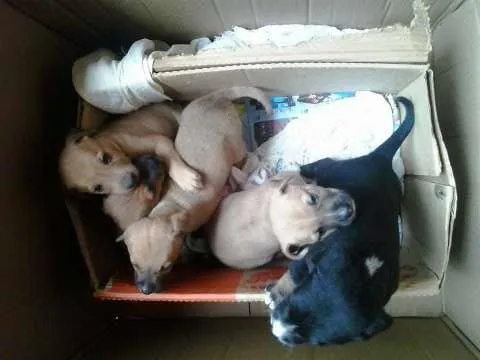 Cachorro ra a idade 2 a 6 meses nome 5 Fêmeas