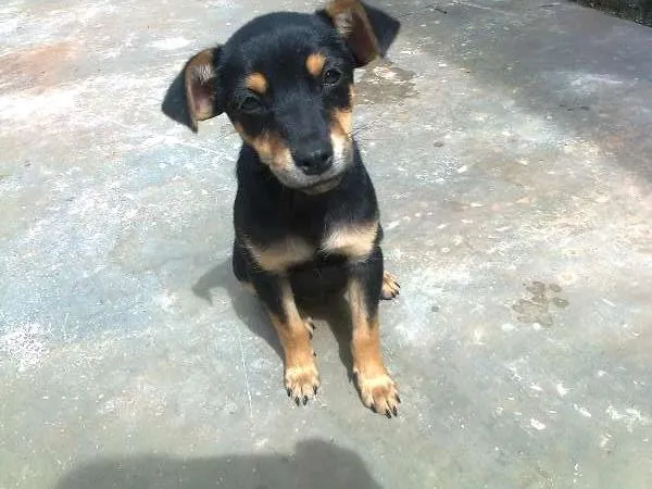 Cachorro ra a SRD idade  nome Linda Filhotinha