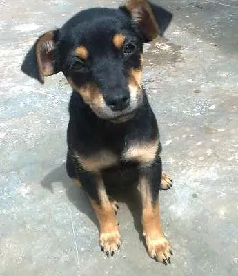 Cachorro ra a SRD idade  nome Linda Filhotinha