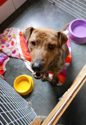 Cachorro raça MIX PIT BULL idade 1 ano nome THOR