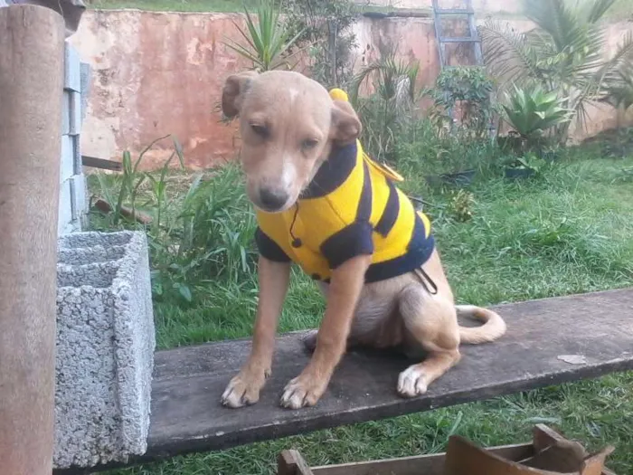 Cachorro ra a VIRALATA idade 2 a 6 meses nome PRADA