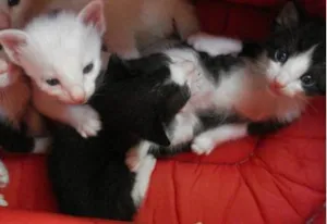 Gato raça SRD idade 2 a 6 meses nome Pintinha/Betinho/Br