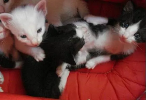 Gato ra a SRD idade 2 a 6 meses nome Pintinha/Betinho/Br