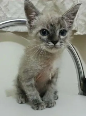 Gato raça SRD idade 2 a 6 meses nome Gatinho