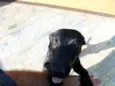 Cirilo