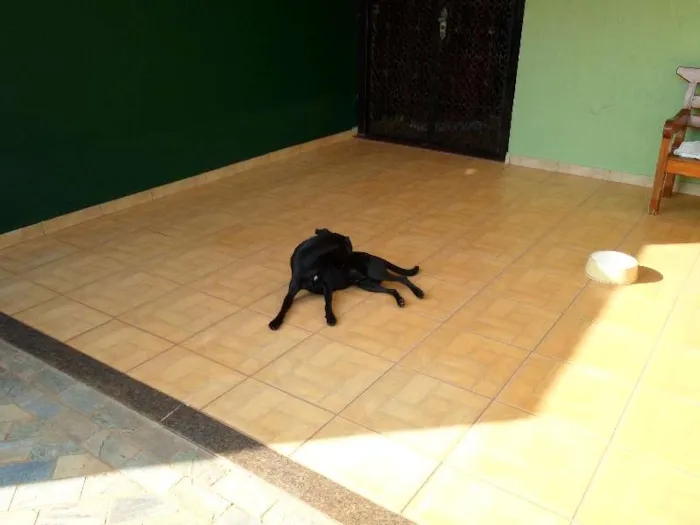 Cachorro ra a SRD idade 1 ano nome Cirilo