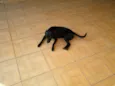 Cirilo