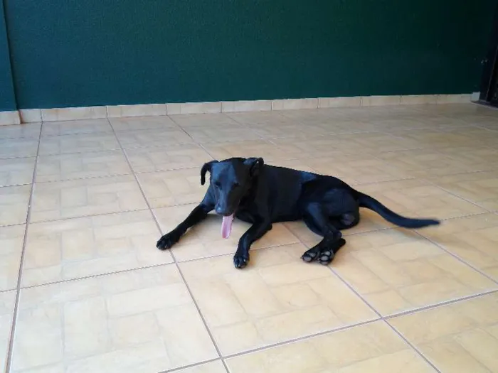 Cachorro ra a SRD idade 1 ano nome Cirilo