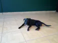Cirilo