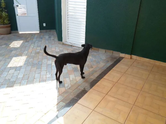 Cachorro ra a SRD idade 1 ano nome Cirilo